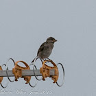 House Sparrow; Gorrión Común