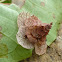 Pagoda Bagworm