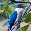 Collared Kingfisher