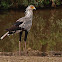 Secretario (Secretarybird)