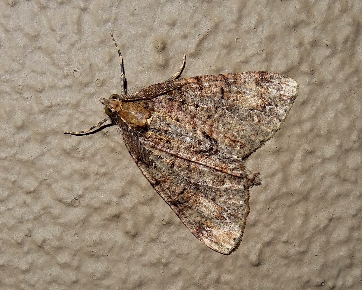 Common Forest Looper Moth