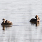 Red-crested Pochard