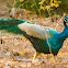 Indian Peafowl, common peafowl, blue peafowl (male / Peacock)