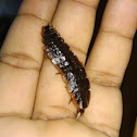 Firefly larvae