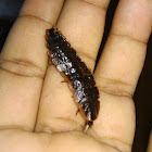 Firefly larvae