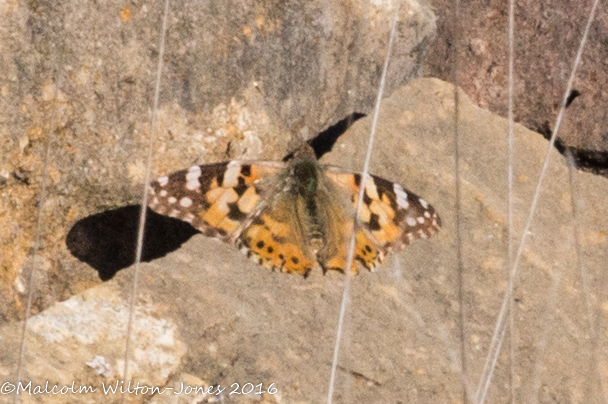 Painted Lady