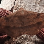 Owl moth