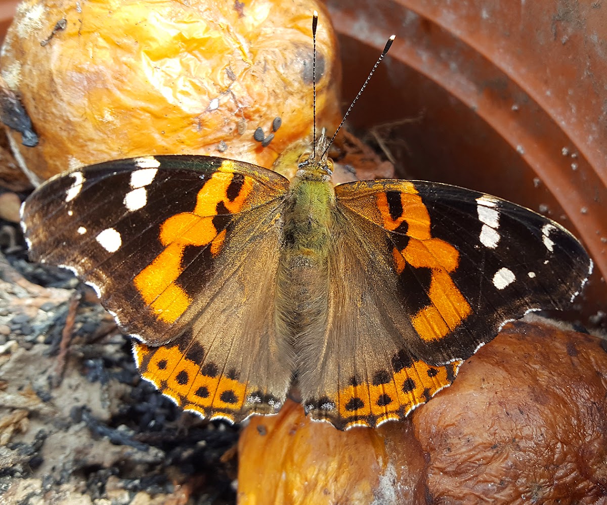 Indian Red Admiral