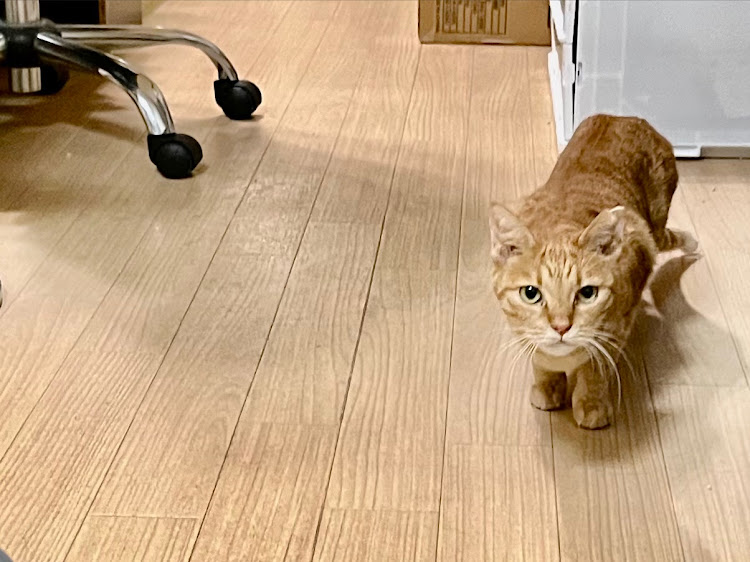 ゼストスパークのムーヴカスタムLA100S・Cat's Car Team・コラボありがとうございました・愛猫紹介に関するカスタム事例の投稿画像34枚目