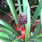 Pineapple plants