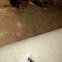 Myrmarachne spider (ant mimicking spider)