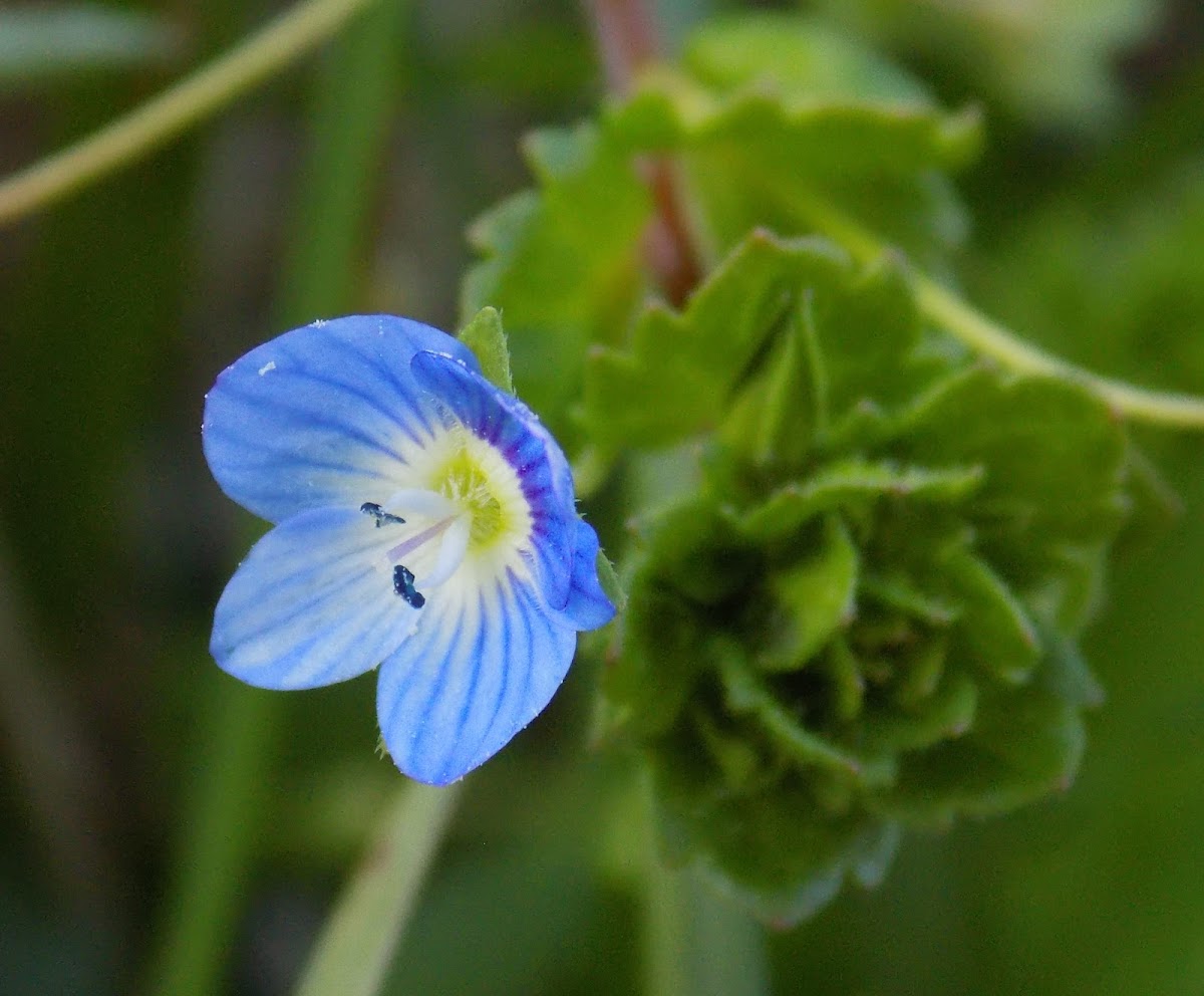 Speedwell