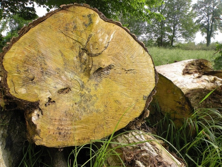 Gli anni dell'albero..... di Wilmanna