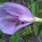 Butterfly Pea