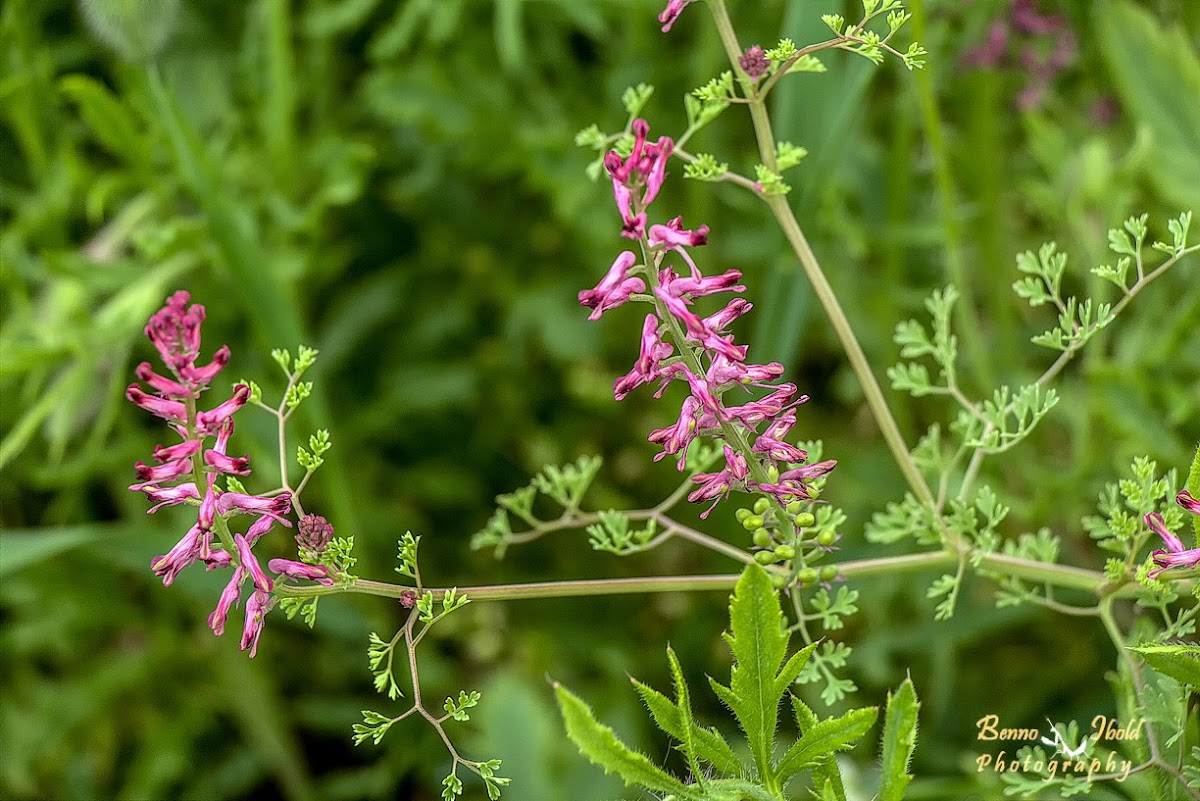 Common Fumitory, Drug Fumitory or Earth Smoke