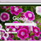 Item logo image for Sweet William