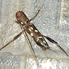 Longhorn Beetle