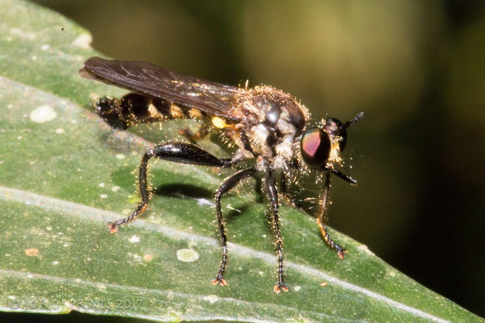 robber fly