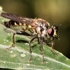 robber fly