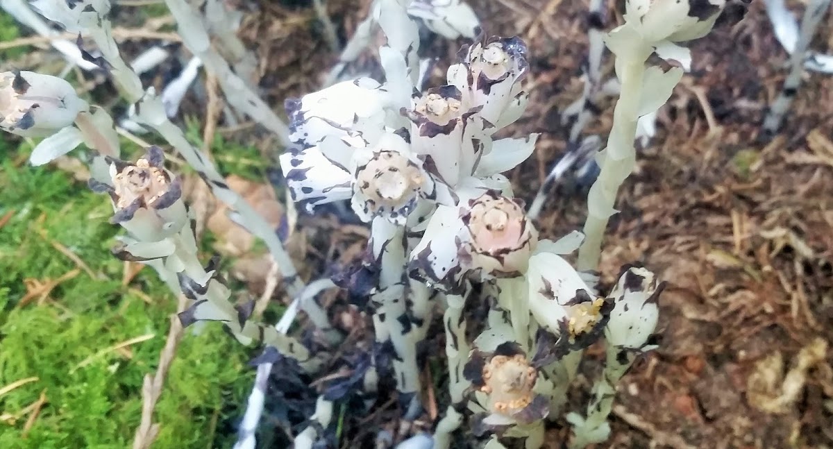 Ghost plant