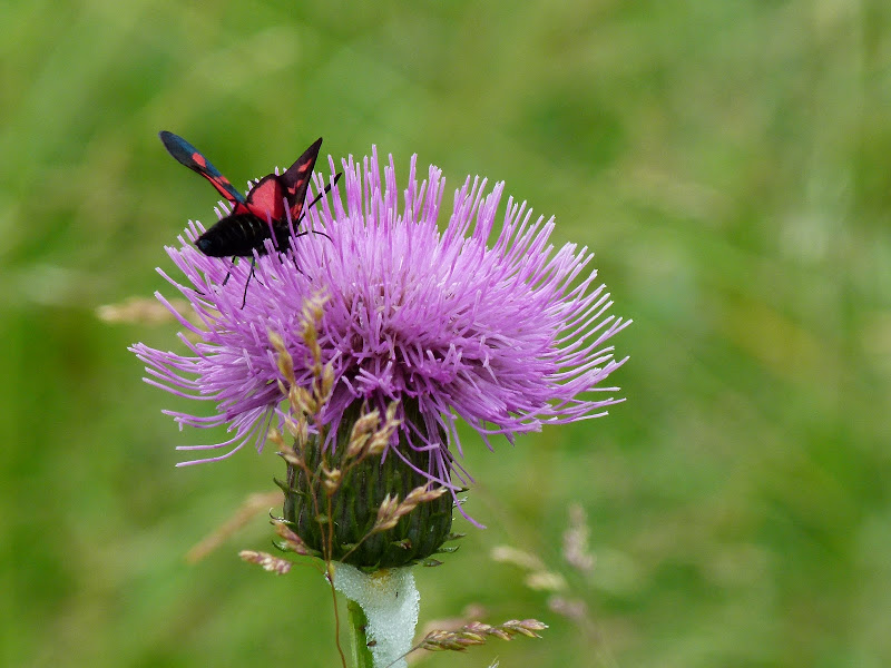 Soffice come un fiore di Giuseppe Loviglio