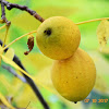 Eastern black walnut