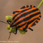 Italian Striped Shield Bug