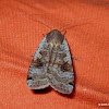 Large Yellow Underwing Moth