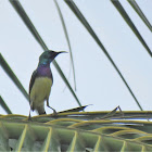 Variable Sunbird