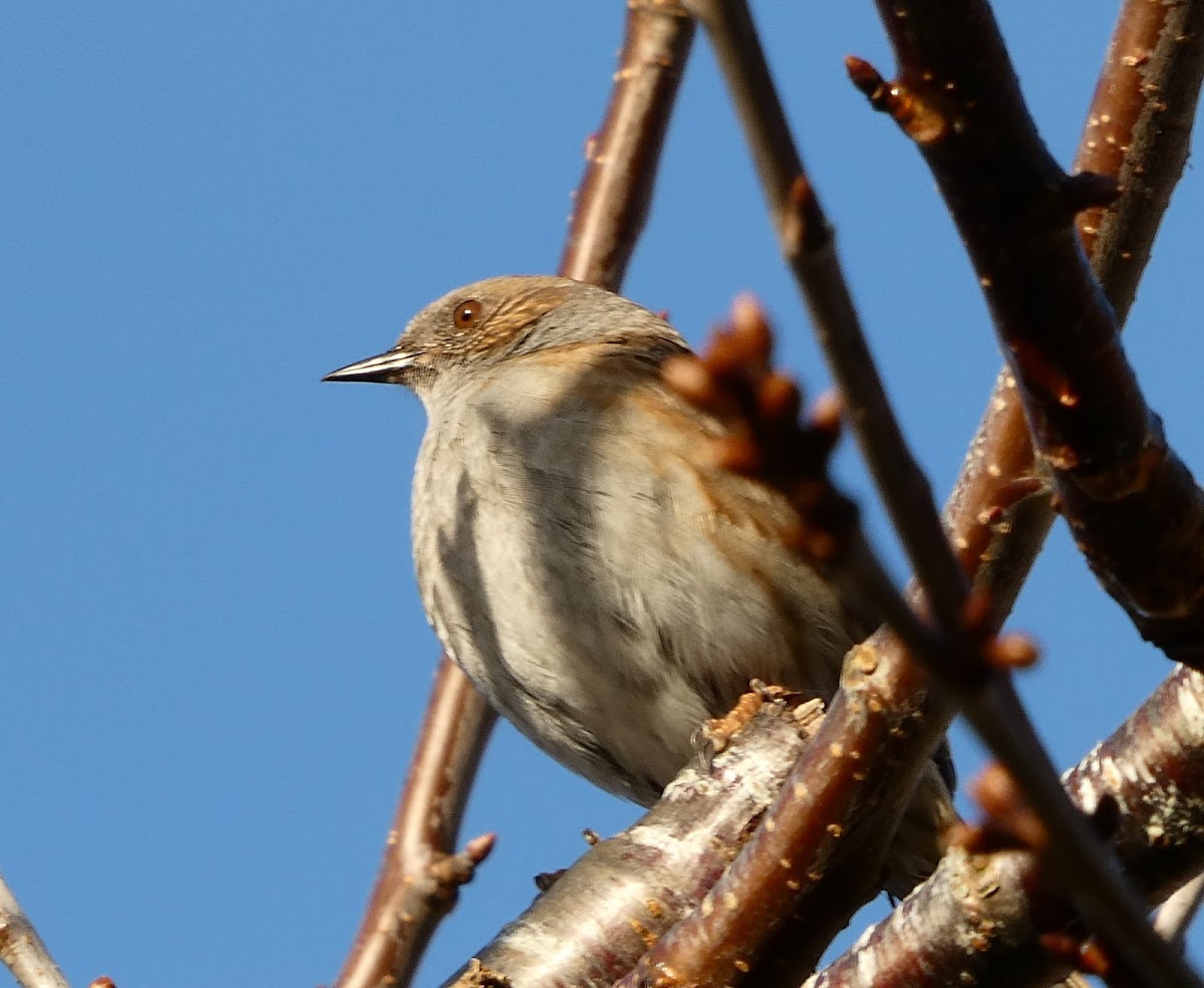 Dunnock