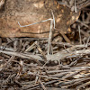 Long-headed Grasshopper