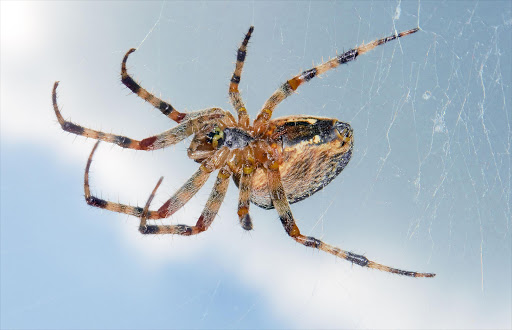 European Garden Spider. File photo.