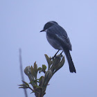 Gray Bushchat (male)