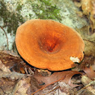 Weeping Milk Cap