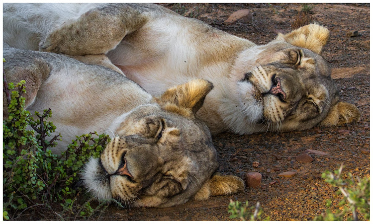 Lioness sisters Angel and Nicka.