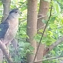 Cooper's Hawk