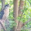 Cooper's Hawk