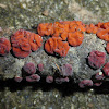 Colorful Crust Fungus