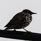 Starling