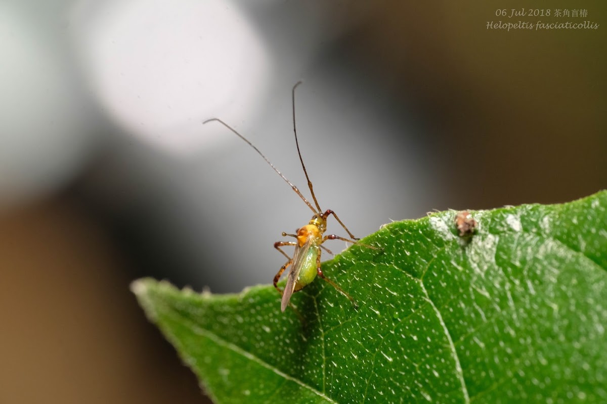 Helopeltis fasciaticollis 茶角盲椿