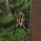 Orange & Yellow Spider