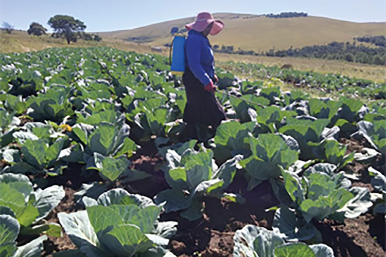 By 2020, about 20% of the continent’s population (281.6-million) faced hunger. This figure is likely to have increased, given the impacts of successive droughts, floods and Covid-19. File photo.