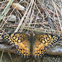 Variegated Fritillary