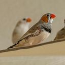 The Zebra Finch A Study in Markings
