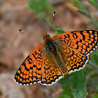 Glanville Fritillary ♂