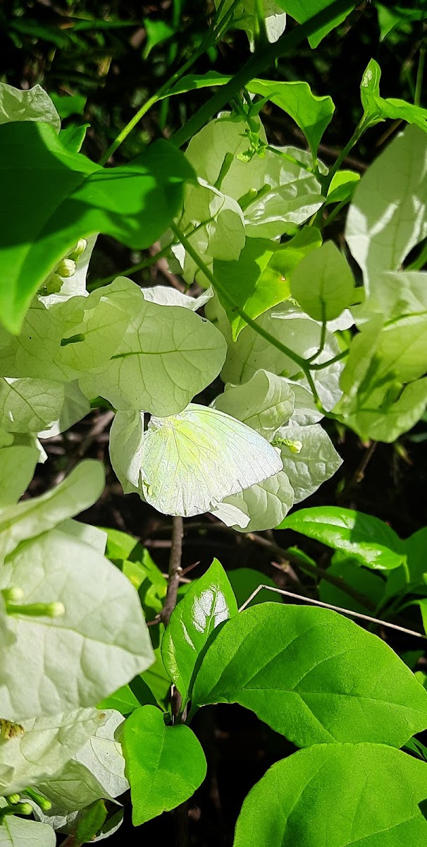 Lemon Emigrant