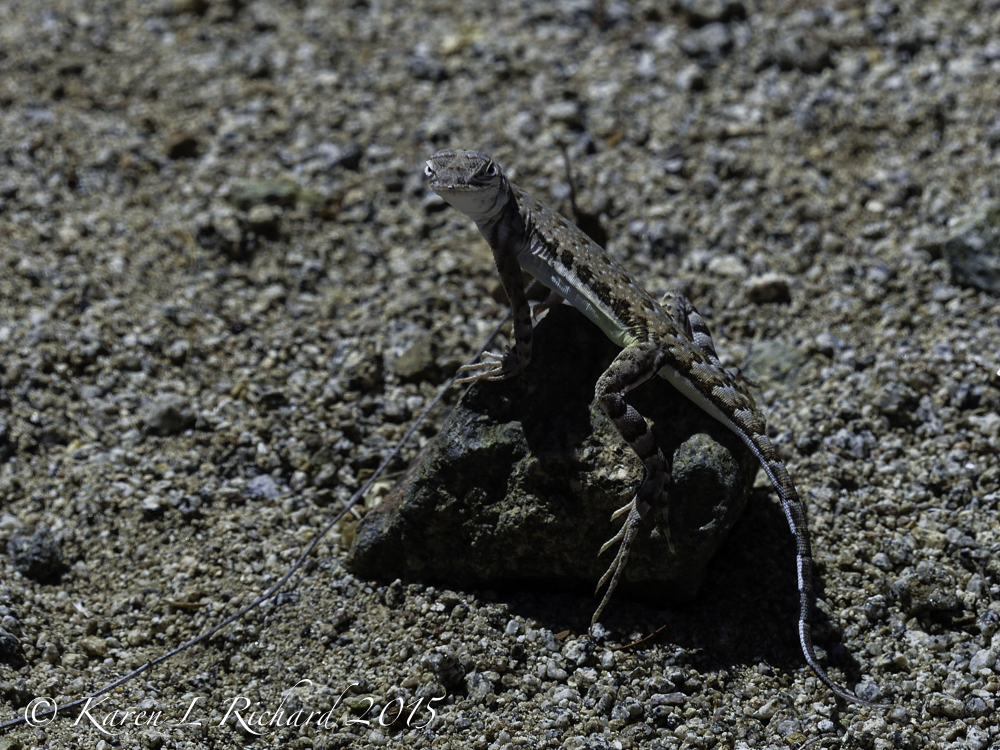 Zebra-tailed lizard