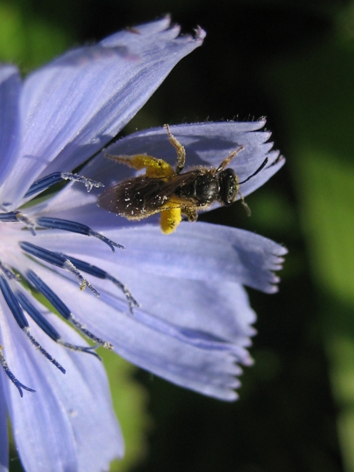 Non c'è vita senza il blu ed il giallo di iaia