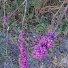 American Beautyberry