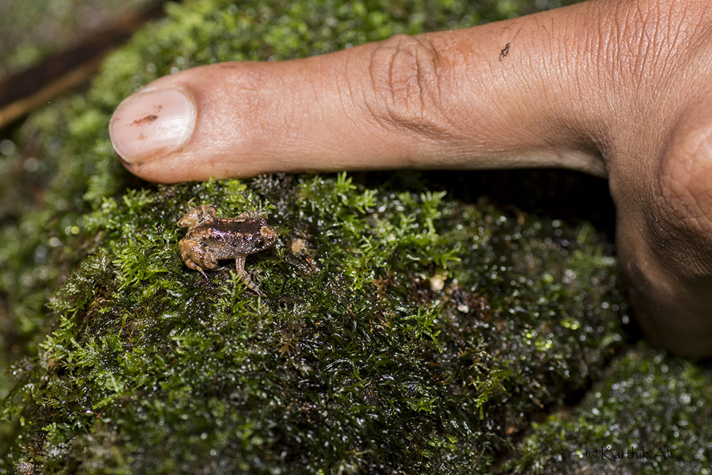 Tirunvelveli’s hill frog (Pigmy night frog)